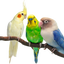 Premium (Nutri-Mix-Breed) Granola, For LoveBirds/Cocktails/ Budgerries...